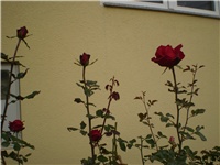 291dc53b-Picture 769.jpg
